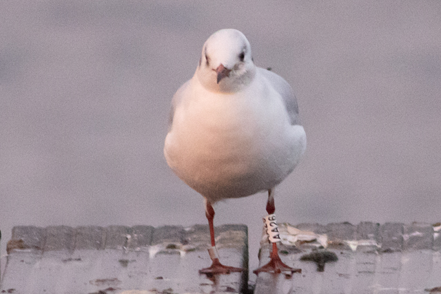 28 November 2025, Kokmeeuw, AA26_Kaap Hoorn