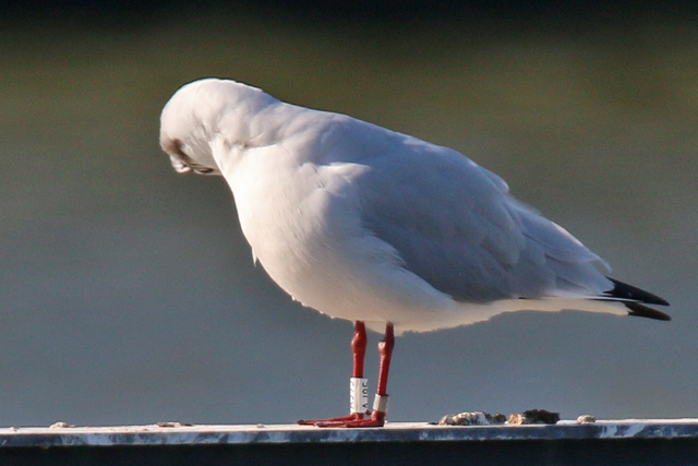 20 September 2020, Kokmeeuw (AJ95), Lauwersoog Haven