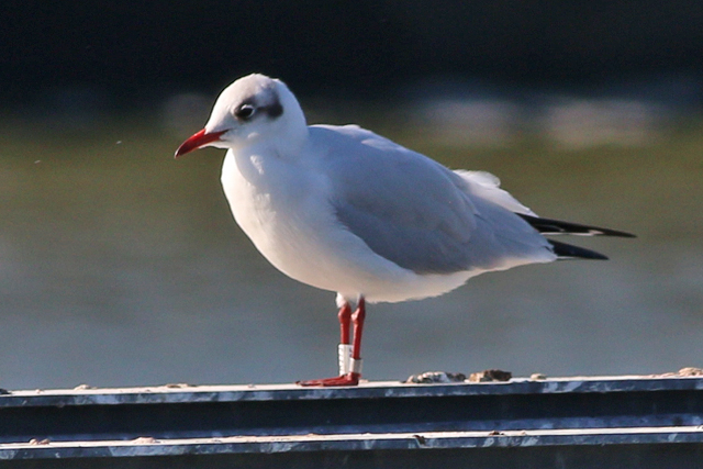 20 September 2020, Kokmeeuw (AJ95), Lauwersoog Haven_02