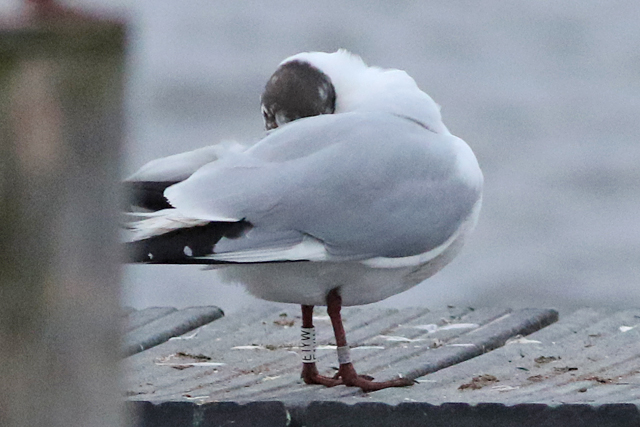 1 March 2021, Kokmeeuw, E1YW_Hoornse Meer