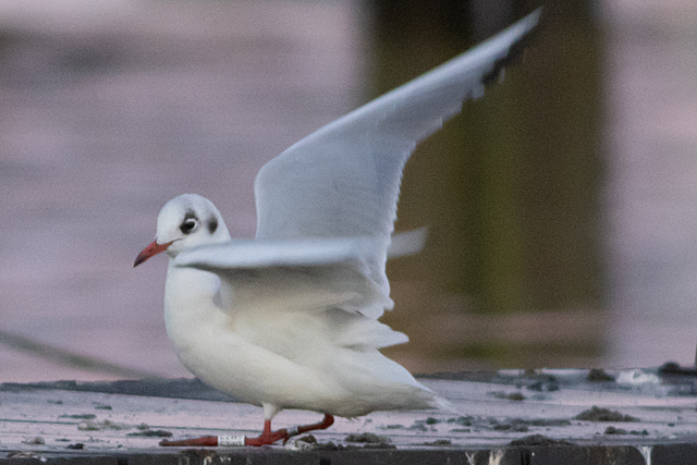 21 November 2025, Kokmeeuw, E2WT_Hoornse Meer