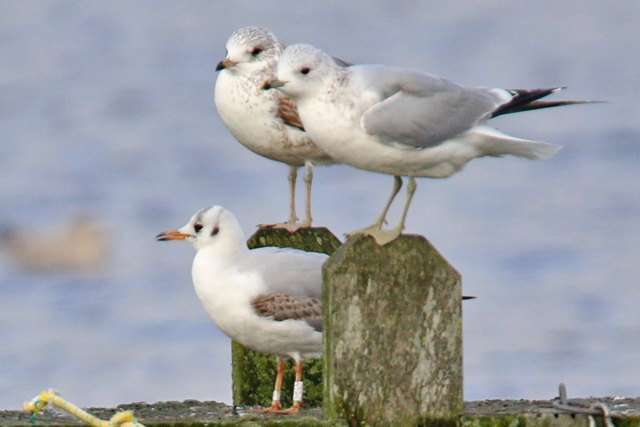 19 February 2020, Kokmeeuw (E32L), Hoornse Meer