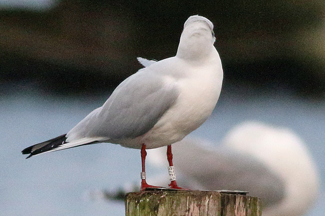 20 December 2020, Kokmeeuw (E37S), Hoornse Meer