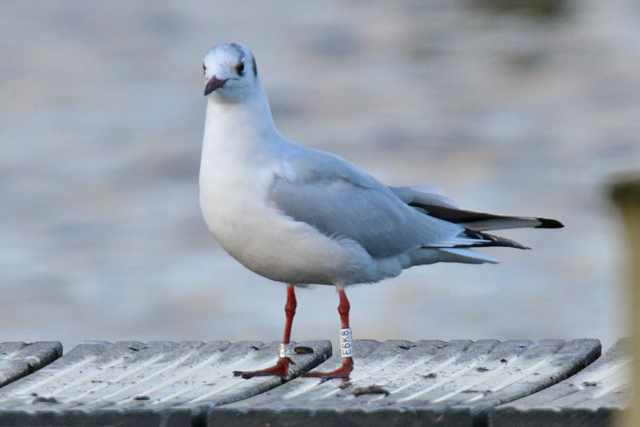 19 February 2020, Kokmeeuw (E6K8), Hoornse Meer