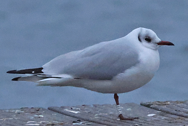 8 February 2025, Kokmeeuw, E6TC_Hoornse Meer