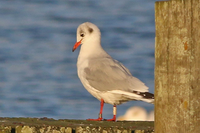 20 November 2020, Kokmeeuw (EFA3), Hoornse Meer