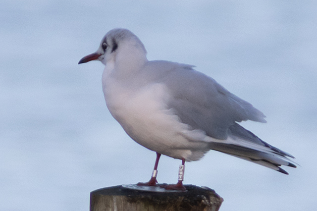 21 November 2025, Kokmeeuw, EFL4_Kaap Hoorn