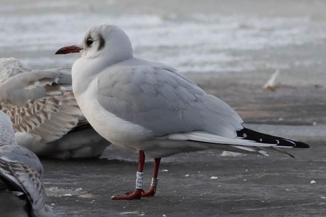 11 January 2026, Kokmeeuw, EFL4_Hoogeveen