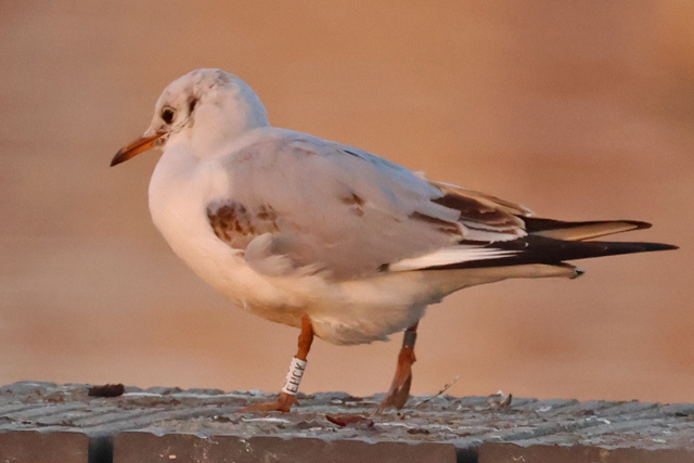 31 January 2025, Kokmeeuw, EHCK_Hoornse Meer