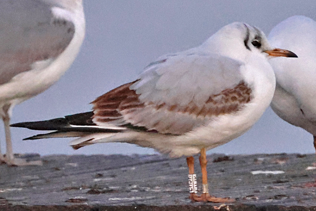 31 January 2025, Kokmeeuw, EHJK_Hoornse Meer