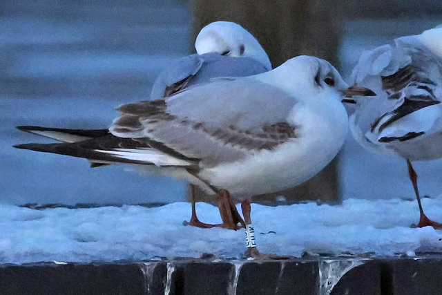 16 February 2025, Kokmeeuw EHJK, Hoornse Meer