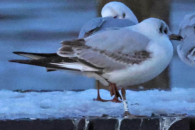 16 February 2025, Kokmeeuw EHJK, Hoornse Meer_02