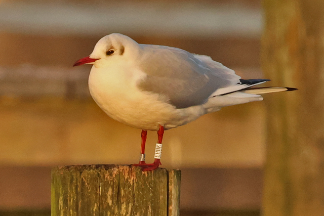 31 January 2025, Kokmeeuw, EHNK_Hoornse Meer