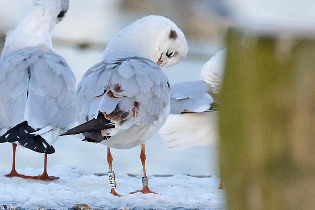 16 February 2025, Kokmeeuw EHSK, Hoornse Meer