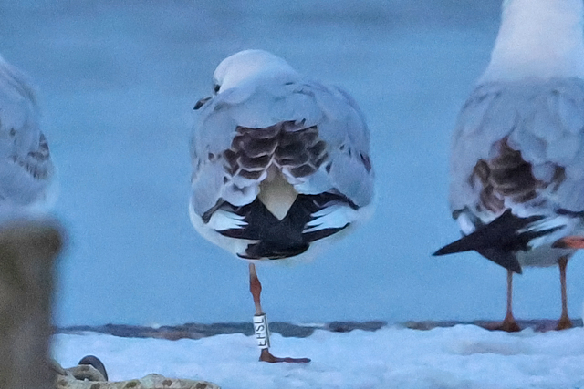 16 February 2025, Kokmeeuw EHSL, Hoornse Meer