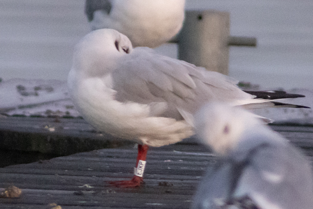 21 November 2025, Kokmeeuw, EJKP_Kaap Hoorn
