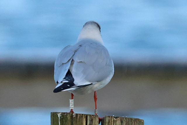 16 February 2025, Kokmeeuw EN0X, Hoornse Meer