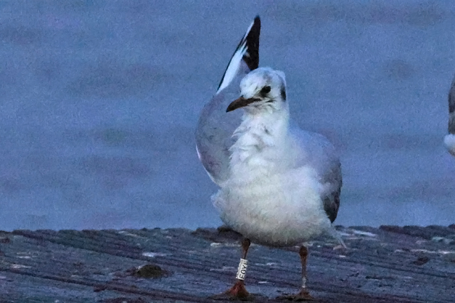 20 December 2024, Kokmeeuw, EOYU_Hoornse Meer