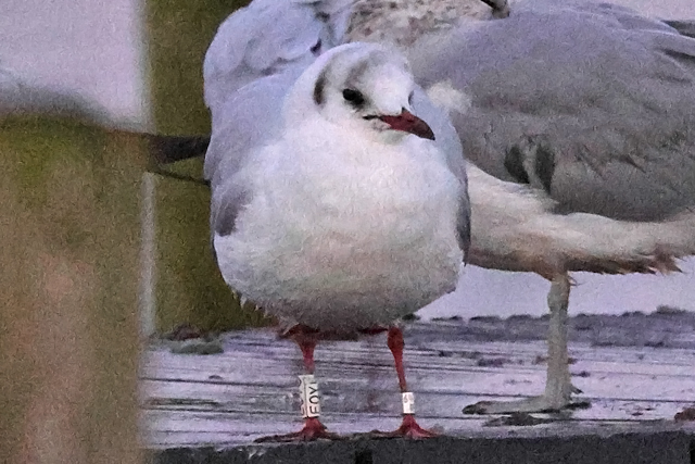 3 January 2025, Kokmeeuw EOYU, Hoornse Meer