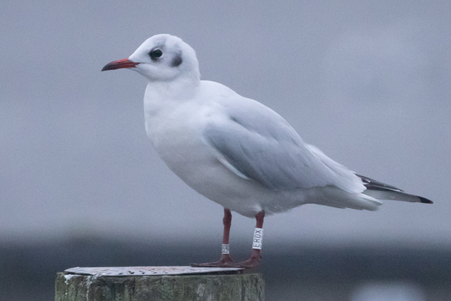 8 November 2025, Kokmeeuw, ER0X_Kaap Hoorn