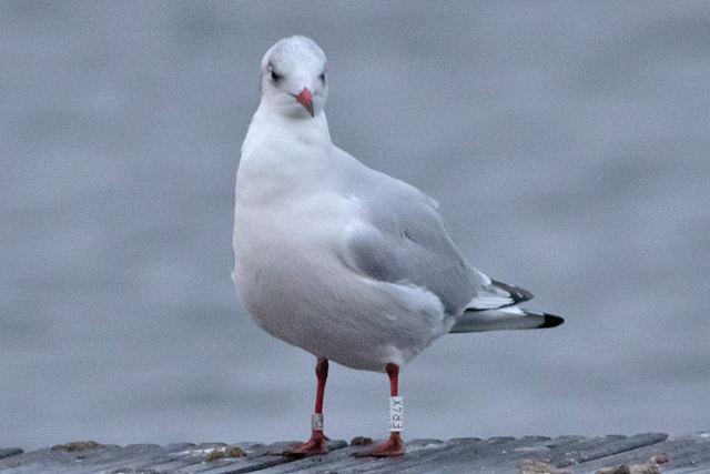 28 November 2025, Kokmeeuw, ER4X_Kaap Hoorn