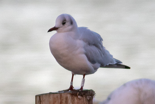 21 November 2025, Kokmeeuw, ES8M_Kaap Hoorn