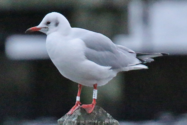 22 December 2018, Kokmeeuw (ESF9), Hoornse Meer