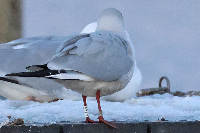 16 February 2025, Kokmeeuw ET5X, Hoornse Meer