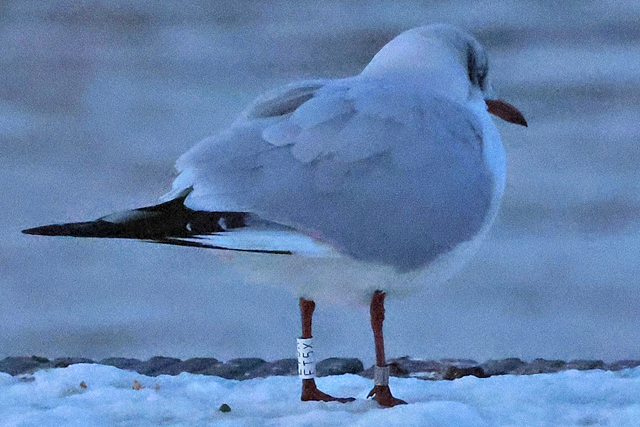 16 February 2025, Kokmeeuw ET5X, Hoornse Meer_02