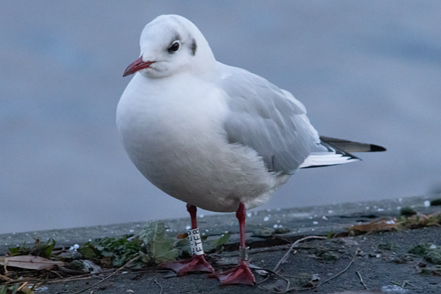 2 January 2026, Kokmeeuw, ETE8_Hoornse Kaap