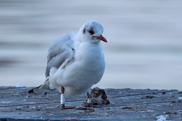 26 February 2025, Kokmeeuw EU0U, Hoornse Meer
