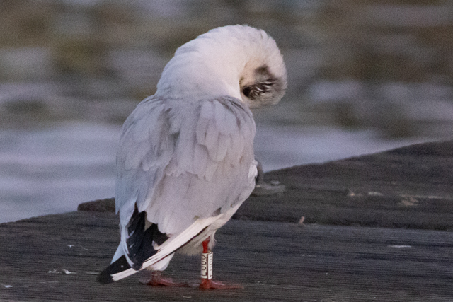 21 November 2025, Kokmeeuw, EU0U_Kaap Hoorn