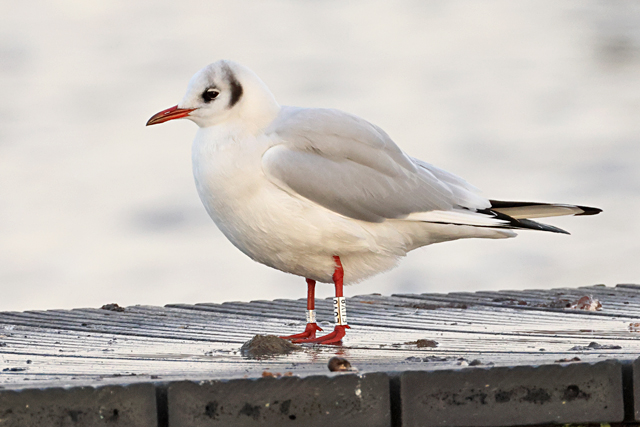 3 January 2025, Kokmeeuw EUV8, Hoornse Meer