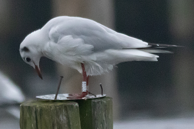 8 November 2025, Kokmeeuw, EUV8_Kaap Hoorn