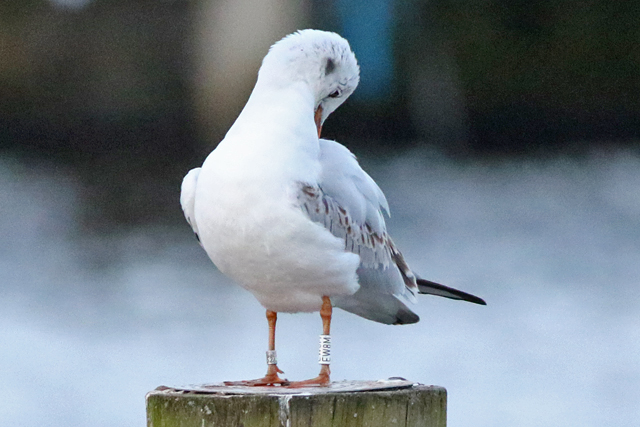 19 February 2023, Kokmeeuw (EW8M), Hoornse Meer