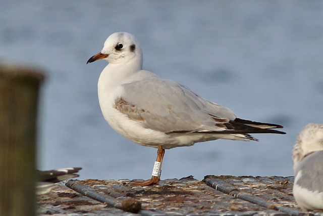 19 February 2023, Kokmeeuw (EW9N), Hoornse Meer