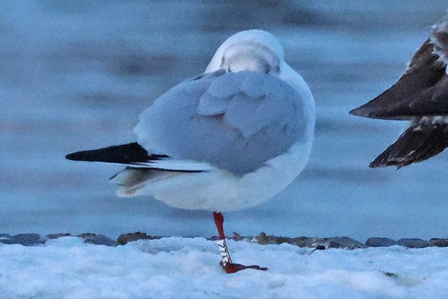 16 February 2025, Kokmeeuw EYZ2, Hoornse Meer
