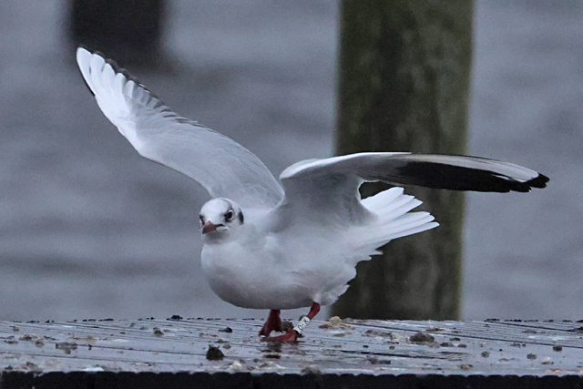 15 December 2024, Kokmeeuw, O-K_Hoornse Meer_01