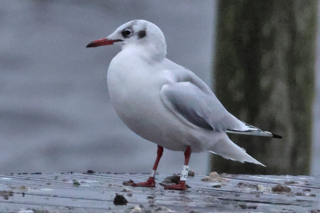 15 December 2024, Kokmeeuw, O-K_Hoornse Meer_02