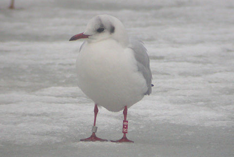 17 January 2010, Hoornse meer, Kokmeeuw_(R . 8)