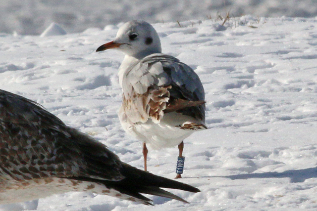 14 February 2021, Kokmeeuw (T1W9), Hoogeveen
