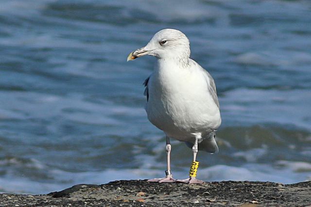 15 September 2024, Pontische Meeuw 48CU, Westkapelle