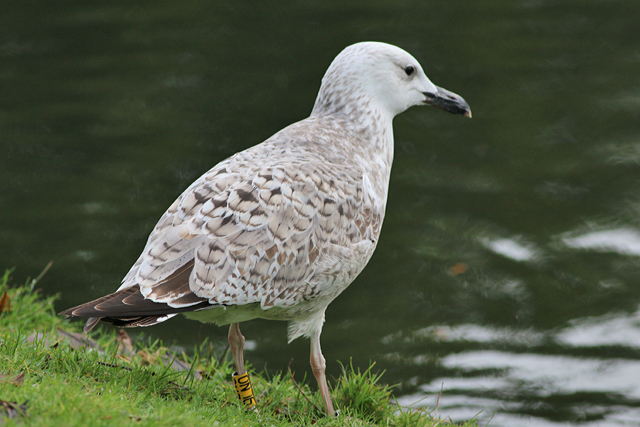 10 December 2019, Pontische, Meeuw_9LN0_Vinkhuizen_01