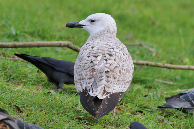 10 December 2019, Pontische, Meeuw_9LN0_Vinkhuizen_03