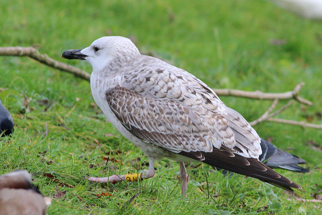 10 December 2019, Pontische, Meeuw_9LN0_Vinkhuizen_04