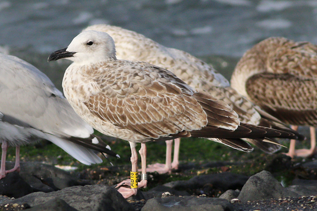 26 September 2023, Pontische Meeuw (AB18), Westkapelle-zeedijk