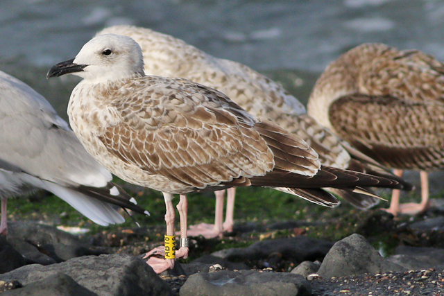 26 September 2023, Pontische Meeuw (AB18), Westkapelle-zeedijk_03