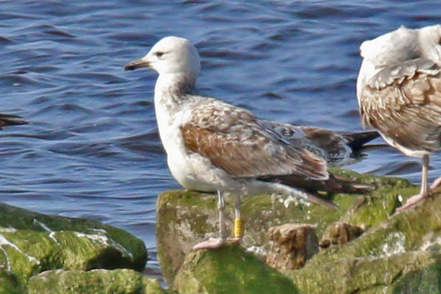 11 April 2020, Pontische, Meeuw (P4Y9)_Lauwersmeer