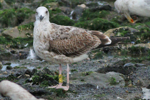 26 September 2023, Pontische Meeuw (P 7MZ), Westkapelle-zeedijk