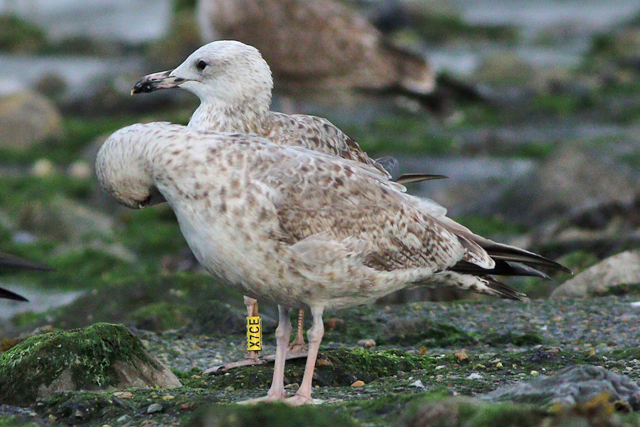 26 September 2023, Pontische Meeuw (X7CE), Westkapelle-zeedijk